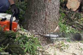 Best Tree Health Inspection  in Mayodan, NC