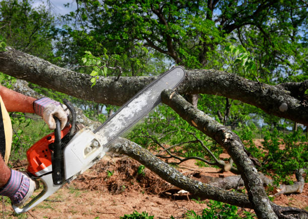 Best Lawn Maintenance Plans  in Mayodan, NC